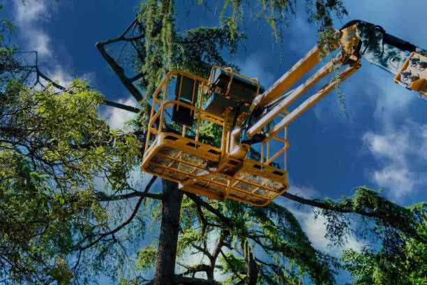 Best Tree Trimming and Pruning  in Massapequa, NY